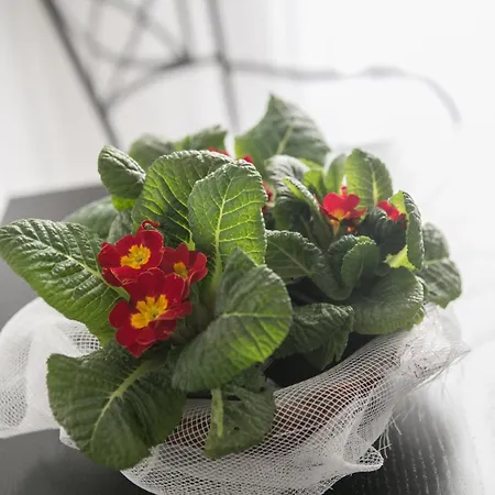 Gianna Πανσιόν Βερνάτσα